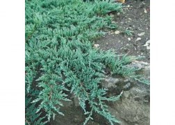 Juniperus Horizontalis Glauca / Kék kúszó henyeboróka